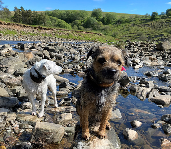 Penchrise Border Terriers