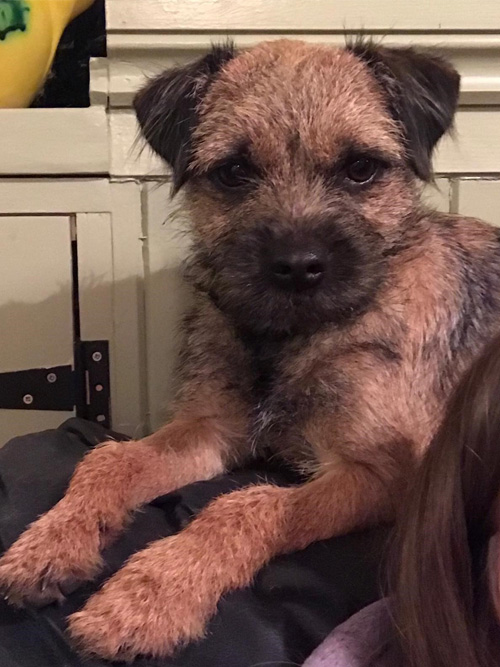 Penchrise Border Terriers