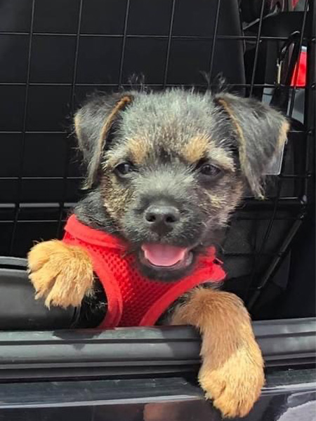 Penchrise Border Terriers