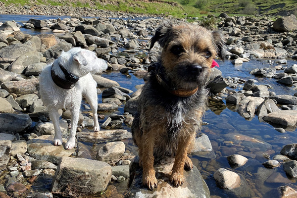 Penchrise Border Terriers