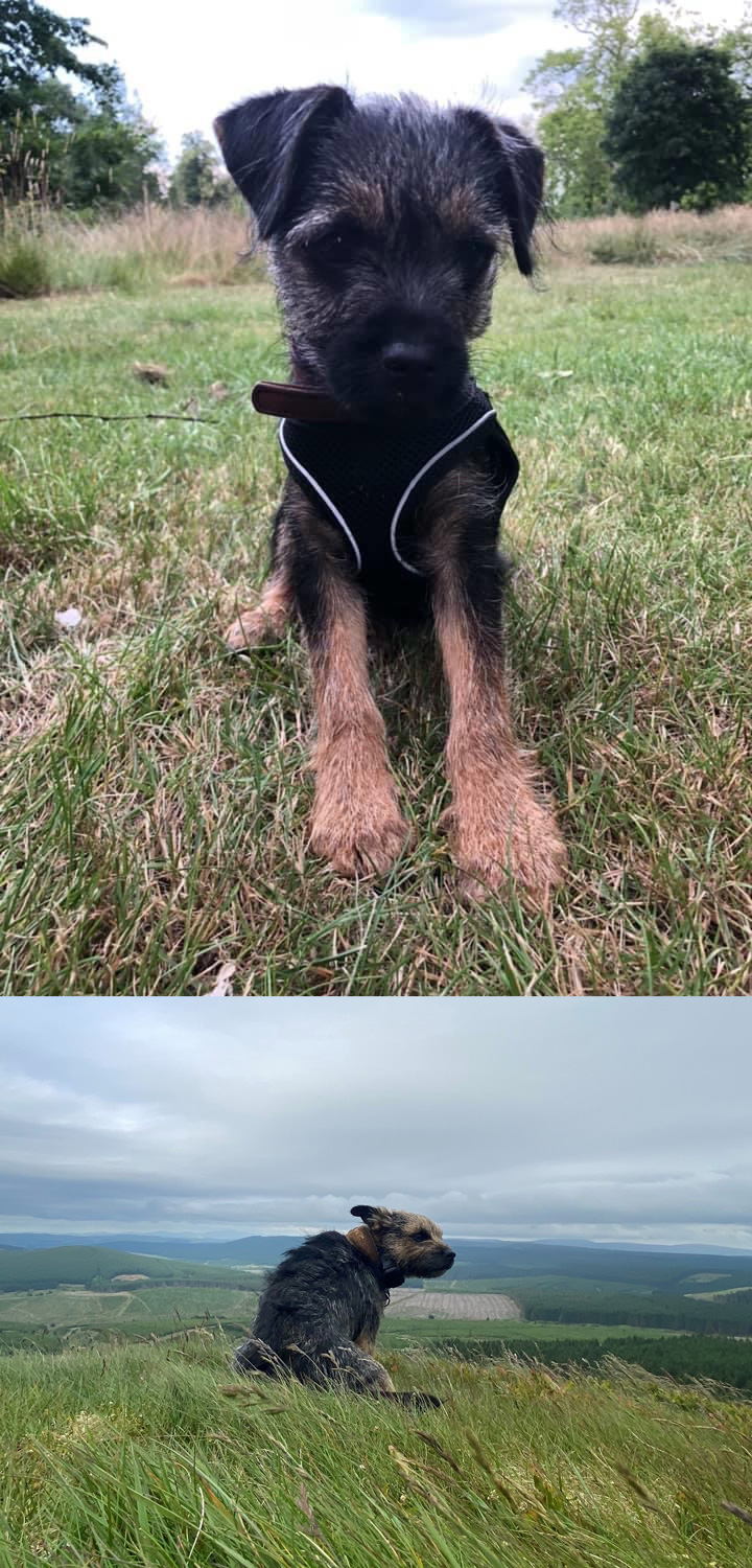 Penchrise Border Terriers